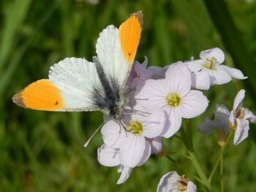 Oranjetipje op pinksterbloem. Zorg voor meer bloemen in uw omgeving en kies met name inheemse soorten