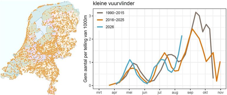 De waarnemingen van de kleine vuurvlinder in 2026 (tot en met augustus). Grafiek met het gemiddeld aantal kleine vuurvlinders per route van het Meetnet Vlinders in 2026 (blauw) vergeleken met voorgaande perioden