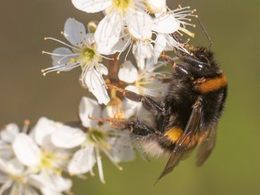 Aardhommel op sleedoorn