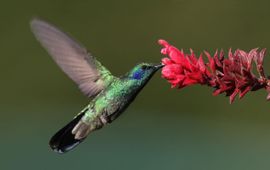Mdf, CC BY-SA 3.0-licentie Colibri-thalassinus. Groene violetoorkolibrie