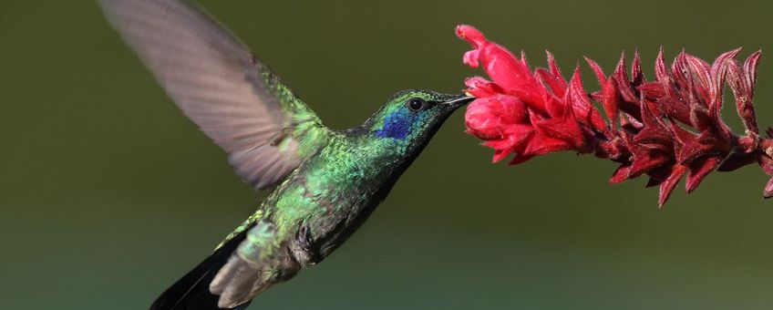 Colibri-thalassinus. Groene violetoorkolibrie