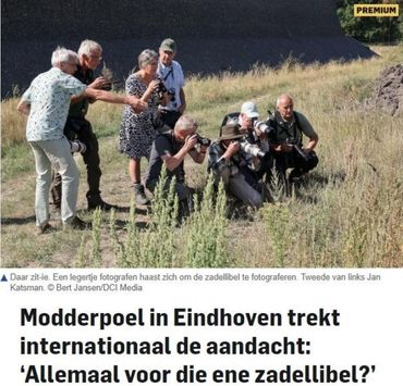 De voortplanting van de zadellibel (al die gekke libellenmensen) haalde zelfs de krant