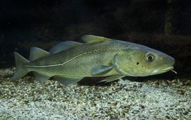 Atlantic cod (Gadus morhua). (eenmalig gebruik WMR)