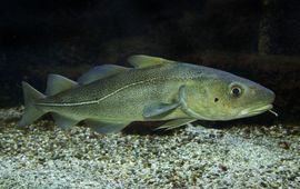 Shutterstock Atlantic cod (Gadus morhua). (eenmalig gebruik WMR)