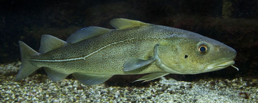 Atlantic cod (Gadus morhua). (eenmalig gebruik WMR)