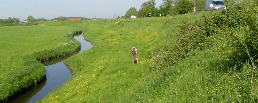 Maasdijk