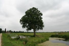 Essentaksterfte Fraxinus excelsior, solitaire boom in polder