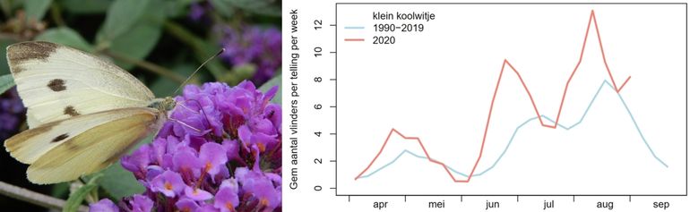 Klein koolwitje in de monitoringroutes; blauw = gemiddelde 1990-2019, rood = 2020