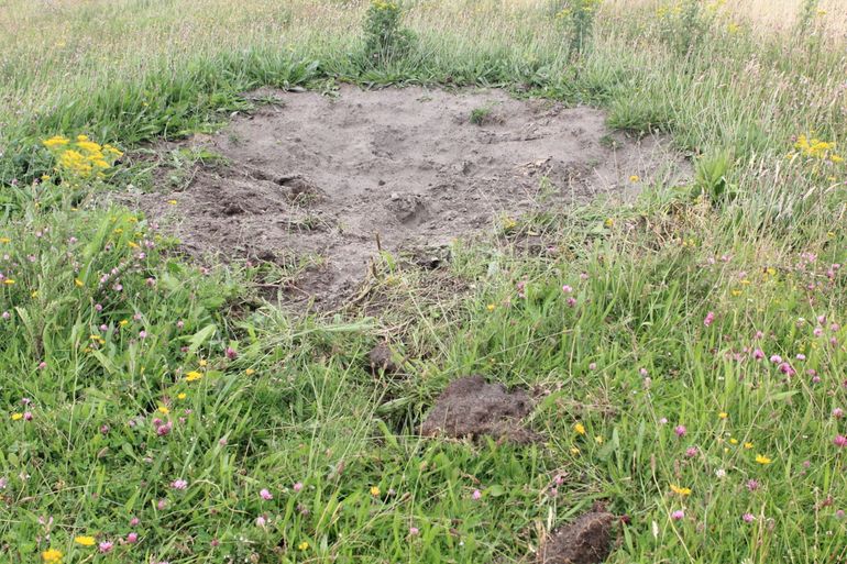 Stierenkuil in natuurgebied de Slikken van Flakkee