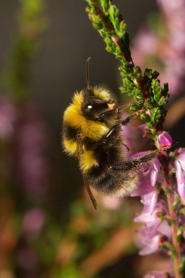 Mannetje van de veenhommel, een soort die slecht tegen hitte kan