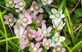 Gors Goch Teer guichelheil (Anagallis tenella) stond als Kwetsbaar op de Rode Lijst Planten, maar is inmiddels niet langer bedreigd