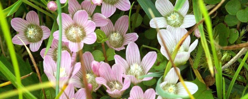 Teer guichelheil (Anagallis tenella) stond als Kwetsbaar op de Rode Lijst Planten, maar is inmiddels niet langer bedreigd