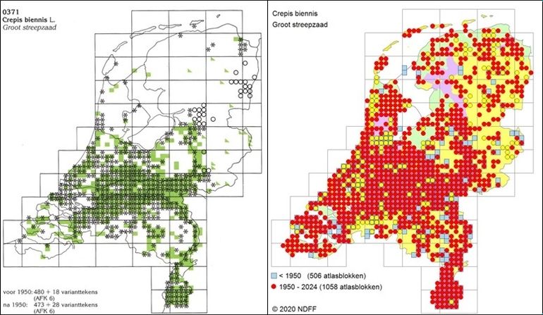 Twee verspreidingskaarten van Groot streepzaad. Links een kaartje uit de Atlas van de Nederlandse flora, deel 3 (1989). De groene blokjes (5x5 km) tonen de verspreiding in de periode 1900-1949; de zwarte kruisjes de verspreiding in de periode 1950-1985. Rechts een recent verspreidingskaartje. Hier geven de rode stippen de verspreiding in de periode 1950 tot heden weer