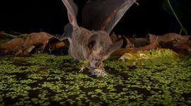 Franjelipvleermuis jaagt op kikker