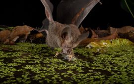 Franjelipvleermuis jaagt op kikker