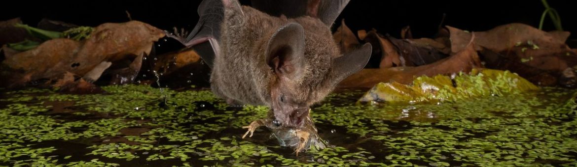 Franjelipvleermuis jaagt op kikker