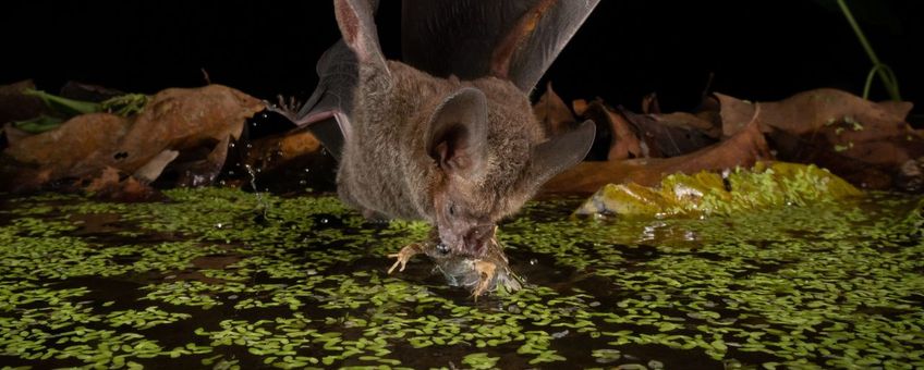 Franjelipvleermuis jaagt op kikker
