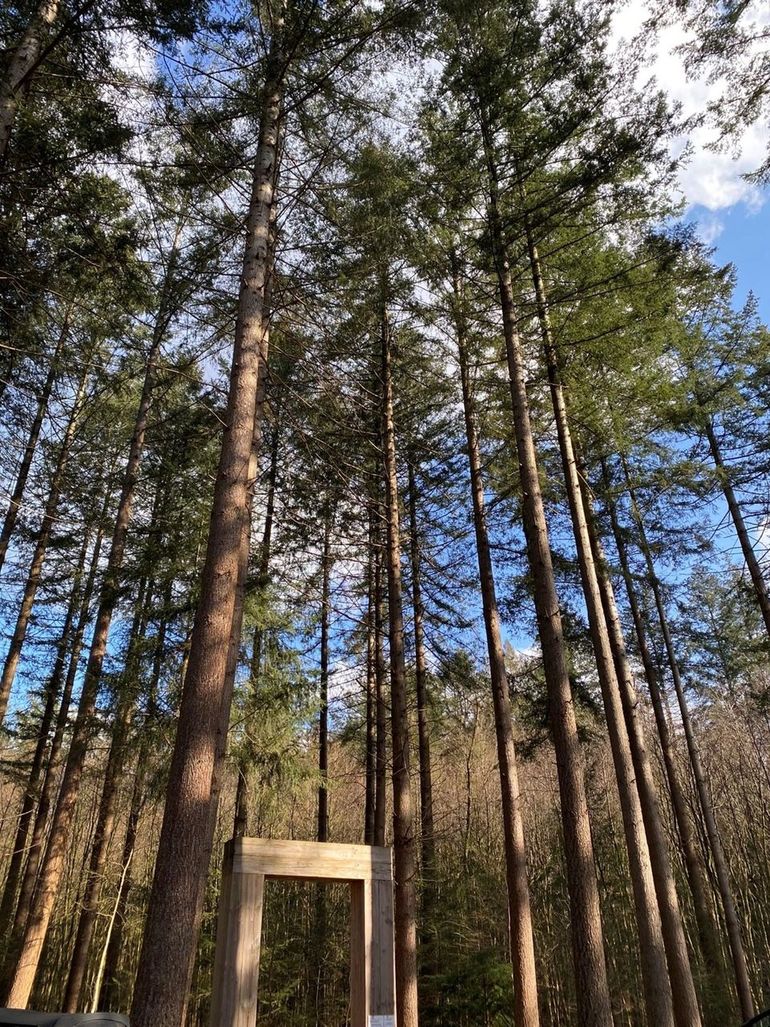 Trees at Schovenhorst estate