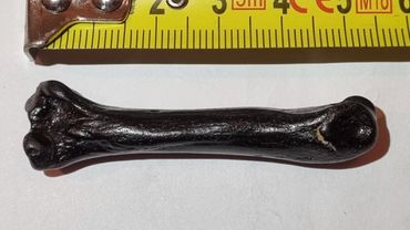 Guus Coolegem vond ook een beverbot: een middelste middenvoetsbeen. Niet van een gewone bever maar van een reuzenkopbever