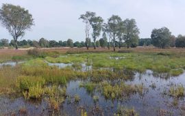 Staatsbosbeheer Ook het Twentse Punthuizen is veel natter dan normaal.