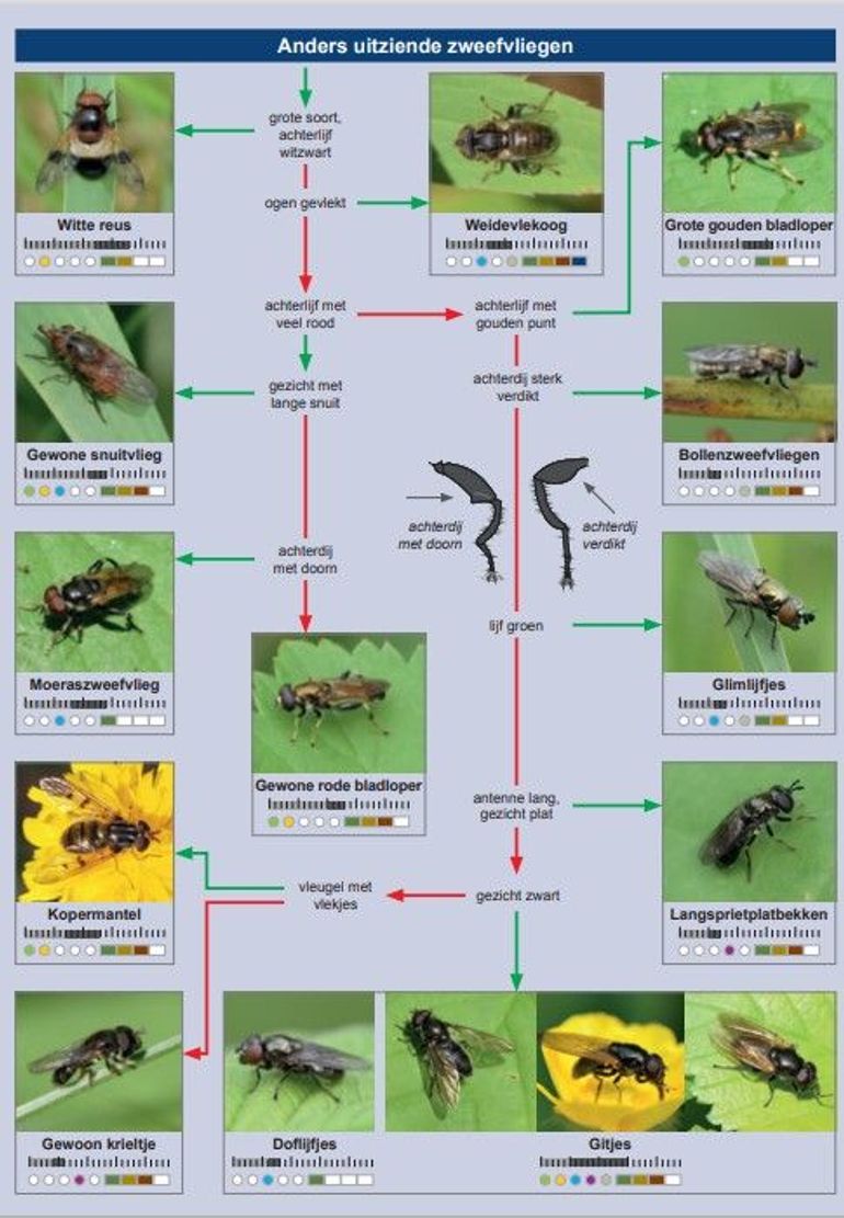 Eén pagina van de zoekkaart zweefvliegen