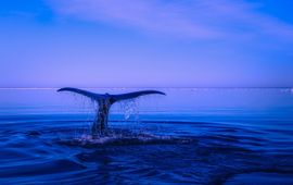 Pixabay Whale