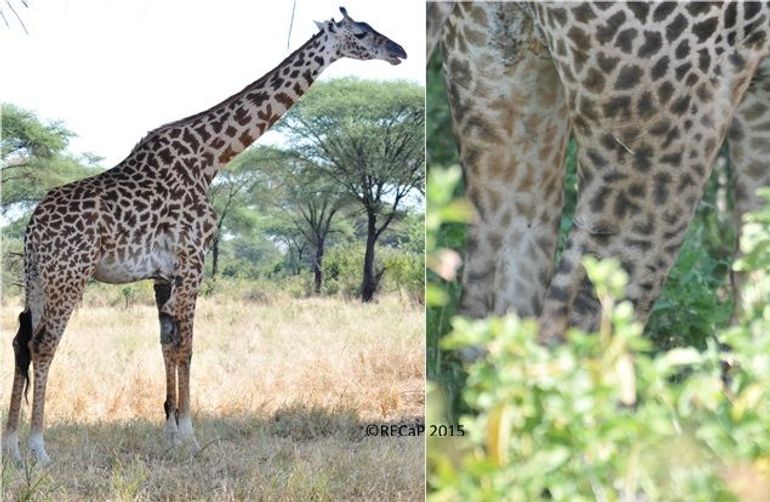 A female giraffe with severe skin disease (left) and an adult giraffe with claw marks on the hind legs (right)