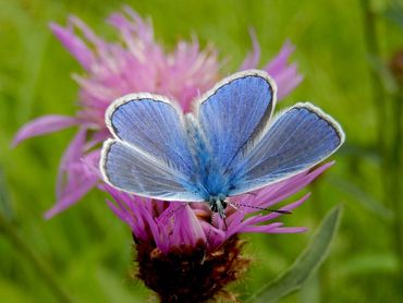 Icarusblauwtje kan prima in agrarisch gebied overleven als er maar natuurlijke stroken zijn