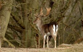 Dama dama, Damhert, male