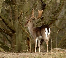 Dama dama, Damhert, male