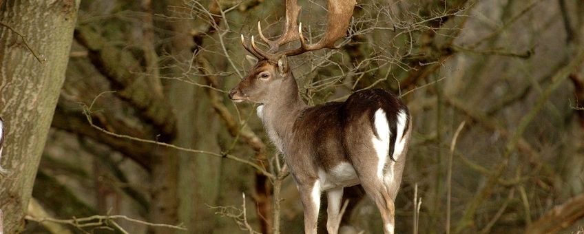 Dama dama, Damhert, male