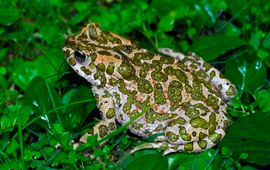 European green toad