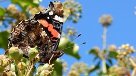 Atalanta op klimop - primair
