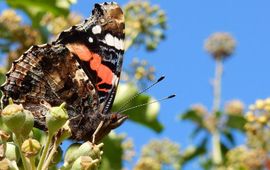 Atalanta op klimop - primair