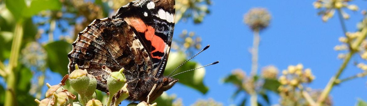 Atalanta op klimop - primair