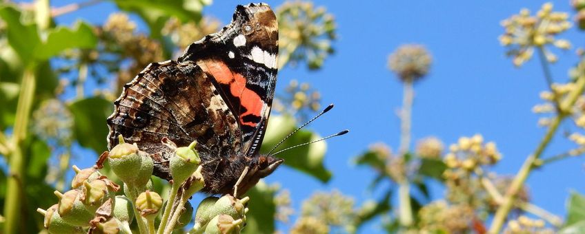Atalanta op klimop - primair