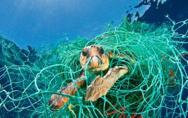 Jordi Chias, WWF Zeeschildpad verstrikt in een visnet