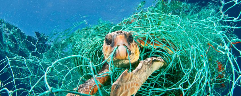 Zeeschildpad verstrikt in een visnet