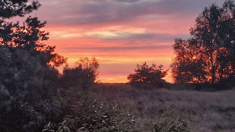 De zomerse avond in juli is perfect voor het tellen van nachtzwaluwen