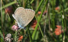 Kars Veling gentiaanblauwtje - primair