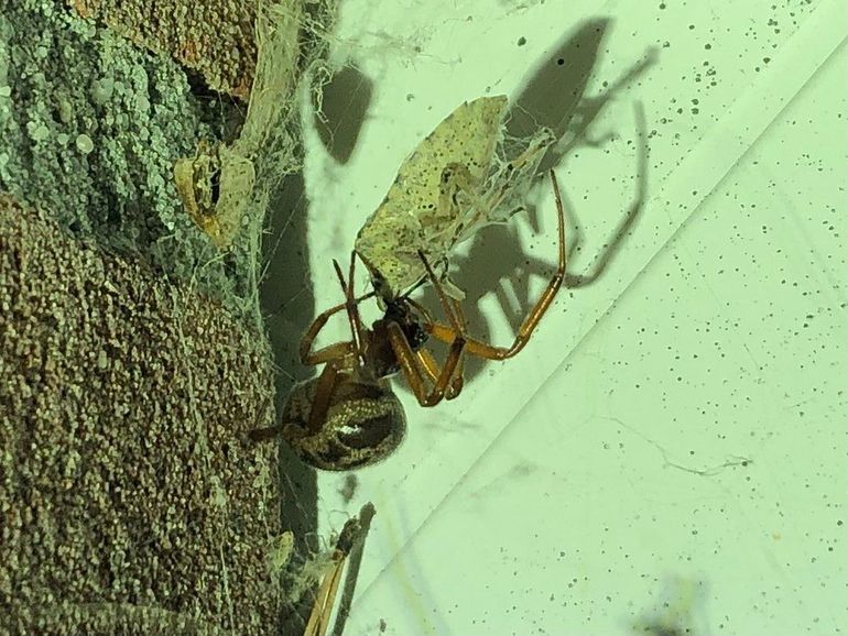 Om zich hier definitief te kunnen vestigen, moet er genoeg voedsel in de vorm van vliegende insecten zijn voor valse weduwes, zoals deze reuzensteatoda