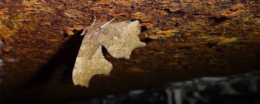 gehakkelde aurelia overwinterend in bunker