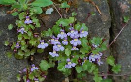 Willem van Kruijsbergen, Saxifraga muurleeuwenbek