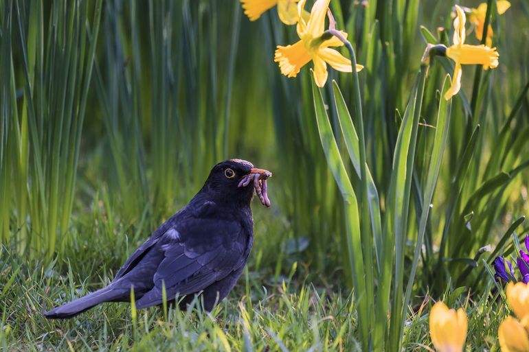 Compost is voeding voor planten en bodemdiertjes. Daar zijn deze merel en andere vogels weer blij mee.