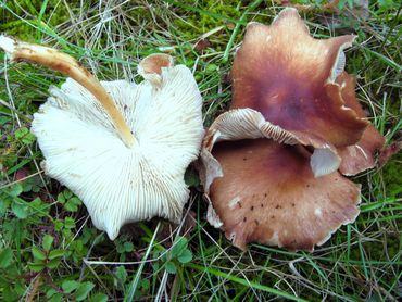 Compostcollybia's