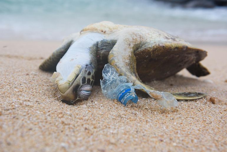 Dode zeeschildpad