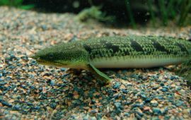 Barred Bichir