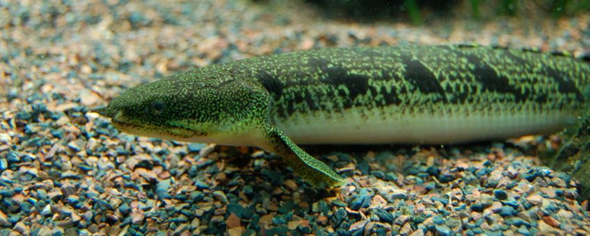 Barred Bichir