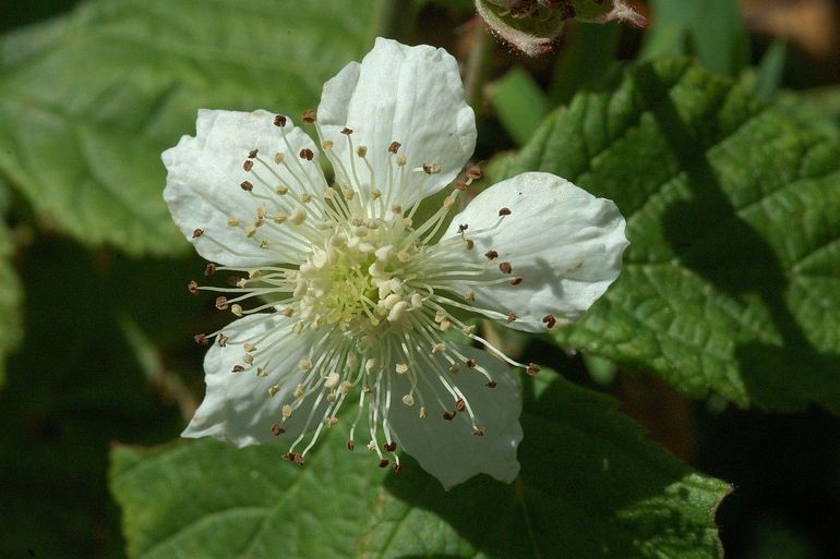 Dauwbraam in bloei