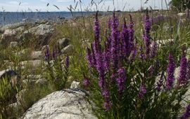 Lythrum salicaria. Grote kattenstaart